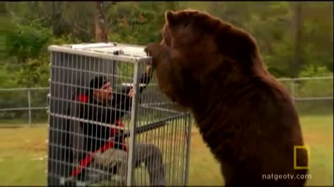 Brown Bear Attack | Dangerous Encounters: Alaska's Bear Country and Beyond