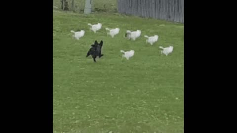 Gif video of dog chasing cats