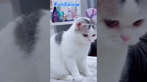 #cattok #viralvideo #viraltiktok #funnyvideo #viral_video #catlover #cat #catlovers #funny #viral