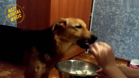 Funny Videos of Dogs, Cats and Other Animals - Dogs Eating from a Spoon