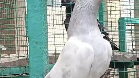 ustad Malik Mohkam Khokhar Bichu Breed Pigeons