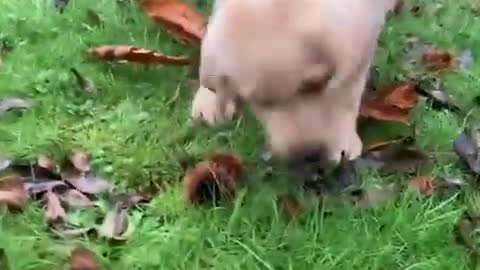 Funniest & Cutest Labrador Puppies #2 - Funny Puppy Videos 2020