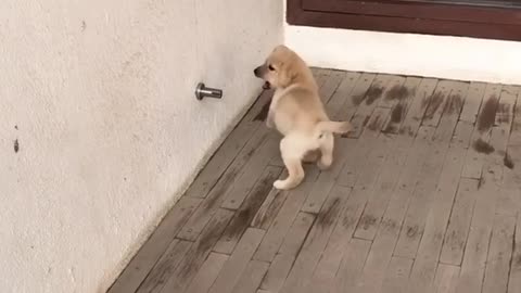 Watch this puppy show the doorstop who's boss