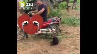 😂Funny monkey compilation😂 cute monkey and dog video.funny monkey doing stupid things🤣🤣