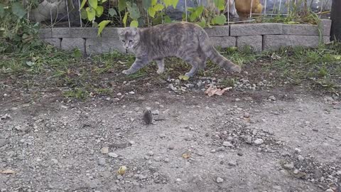 Chicken Steals Mouse from Cat