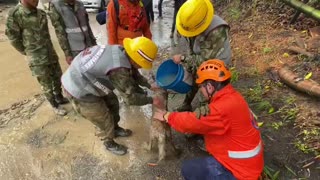 Perro sobrevive a la emergencia por lluvias en Piedecuesta