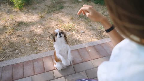 Young adult female spending weekend day together with little dog