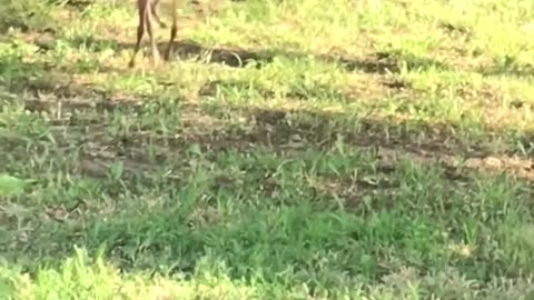 Baby Deer Rescued from swimming pool