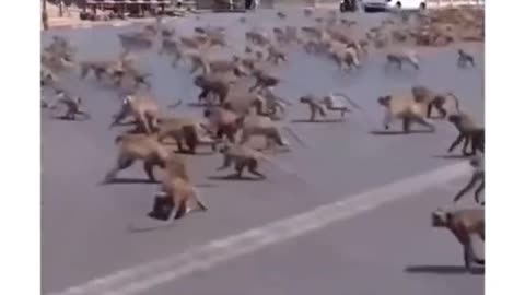 🐒 vs🐕 gang war, monkey vs dog gang war funny video 😂😆😆😆😆😆