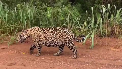 BIG FELINE IN PANTANAL BRAZIL