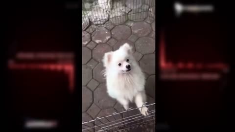 White-breasted dog , Roar lion