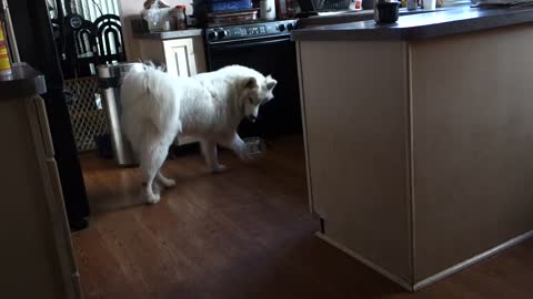 Cute Dog Has Adorable Happy Dance