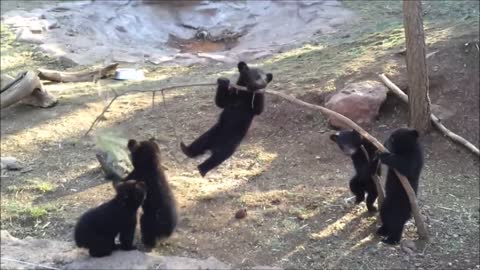 Cute Bear Cubs Playing Compilation