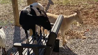 Goats on the chair swing A 10.2020