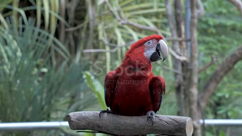 Beautiful funny parrot