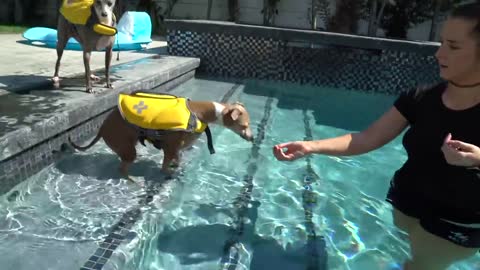 Teaching dogs how to swim in a pool