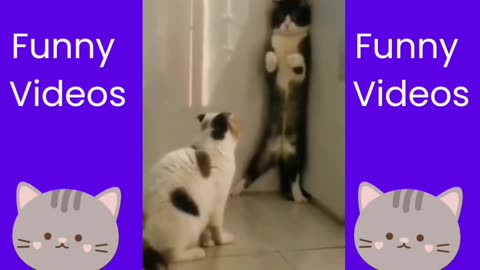 Funny Cats Compilation