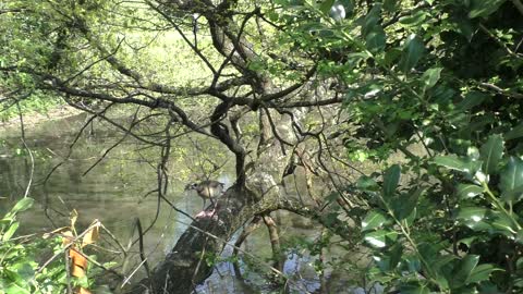 Ptaki w parku / Birds in the Park