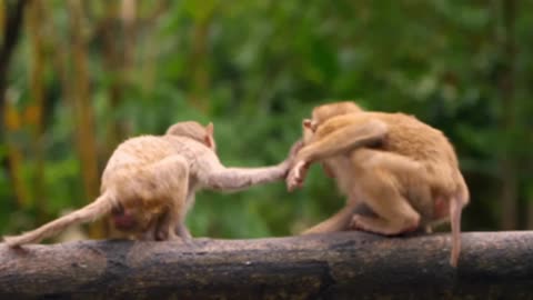 Funny monkey video