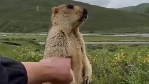 marmot compilation // Cute 😍😍 #shorts // animals video.