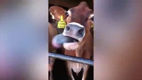 Funniest cow Compilation funny pet video.