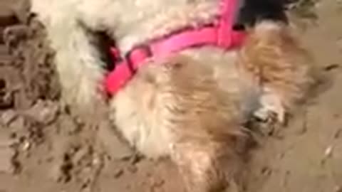 Dog humorously digs hole in the sand