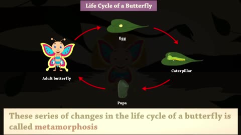 Caterpillar to butterfly life cycle