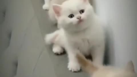 Kitten