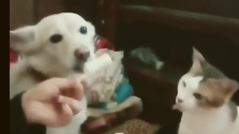 Cat taught dog how to enjoy ice cream