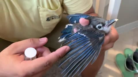 How to train a bird when rescued