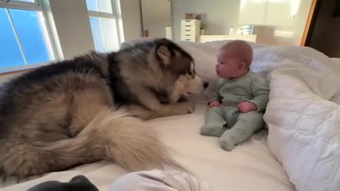 Giant Husky Baby Boy As His Own! (Cutest Ever!!)