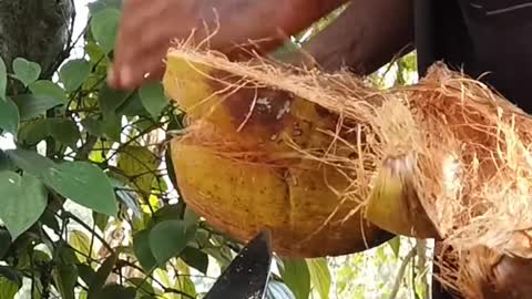 Coconut de husking ,Amazing Coconut peeling Skill , #cooking .#shorts #trending