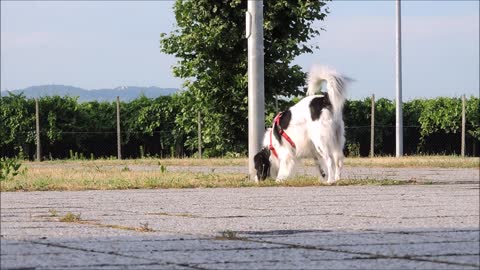 ADOPTER UN CHIEN DANS UN DE NOS REFUGES DE LA SPA