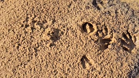 Baby Deer Tracks By The New Pond