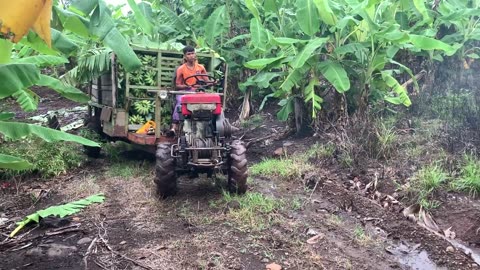 2 bridges carry bananas in the rainy season extremely difficult