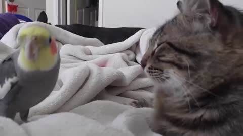 The cat enjoying when the parrot singing, they are so cute