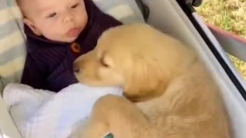 Babies and dogs