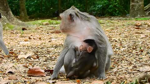 Funny animals# baby monkey feeding # 63# love animals.