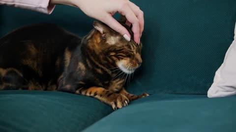 Woman petting bengal cat lying on sofa in living room