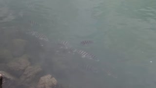 Sheepshead swimming around the dock