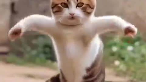 Entertainment cat dance