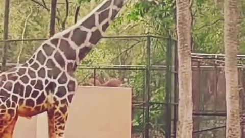 tumhari bibi tumhara libaas hai, #subhanallah #ytshorts #nehruzoologicalpark #cute #ziraf #zoo