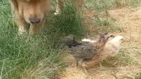 Golden Retriever Kelly Adopts Baby Chicks and Loves Them