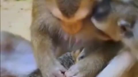 Motherhood Knows No Bounds: Monkey Mom Adopts Kitten! 🐒🐱❤️👩‍👧‍👦🌍🎥