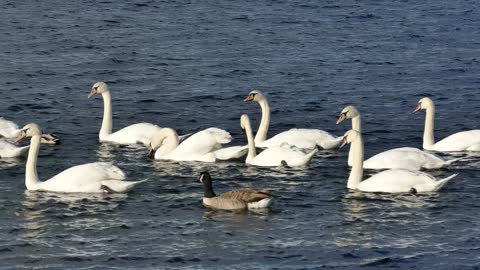 Watch the different birds in the sea hunting fish from under the water, you will not believe this