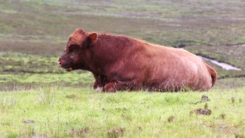 Cow eating laying down