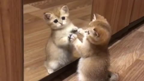 A cute cat looking in a mirror