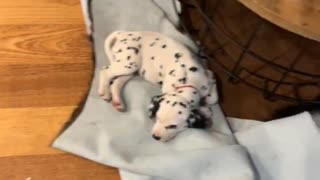 Puppies Asleep on the Lounge Room Floor