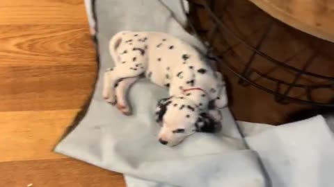 Puppies Asleep on the Lounge Room Floor