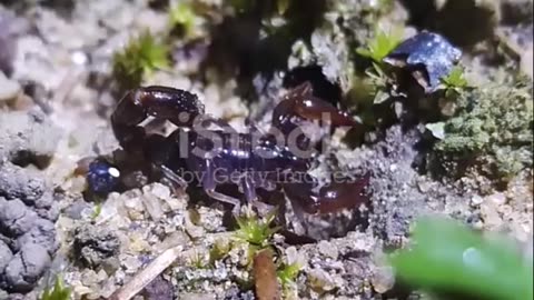 Scorpions- Nature's Resilient Survivors Across Continents